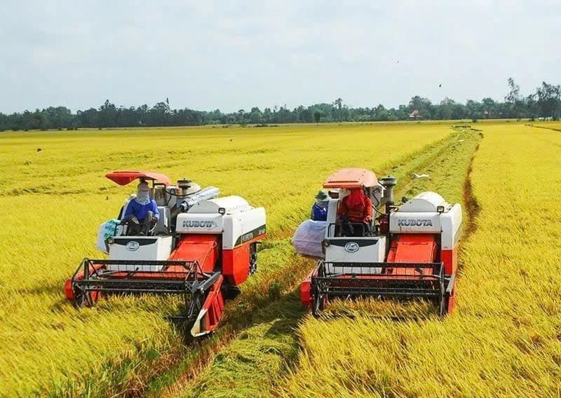 A million ha of high-quality, low-emission rice with green growth in Mekong Delta region by 2030: MARD