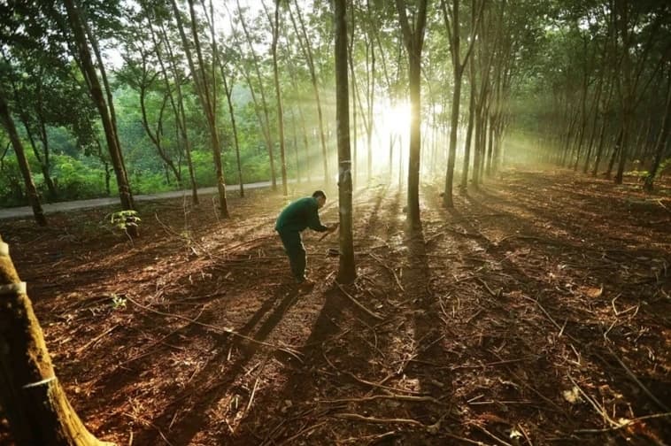 Vietnamese firms urged to quickly adapt to EU Deforestation Regulation