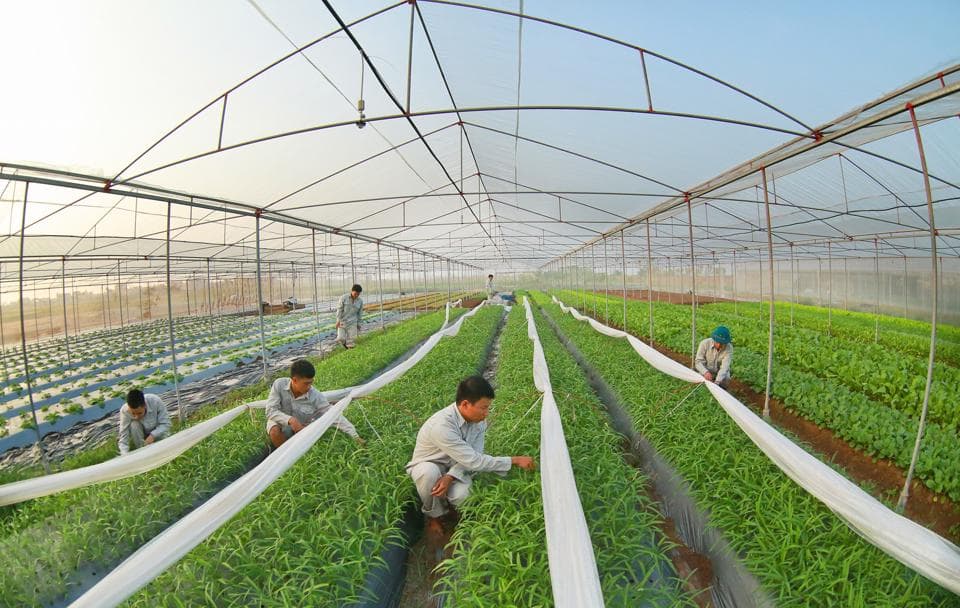 Hanoi's agriculture sector determined to exceed goals