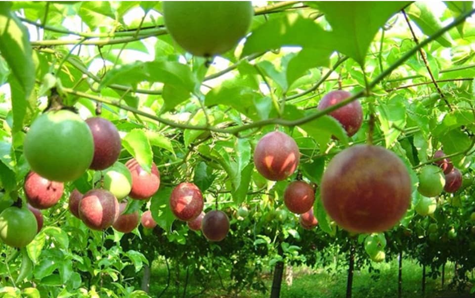 Vietnamese passion fruit licensed for export to Australia