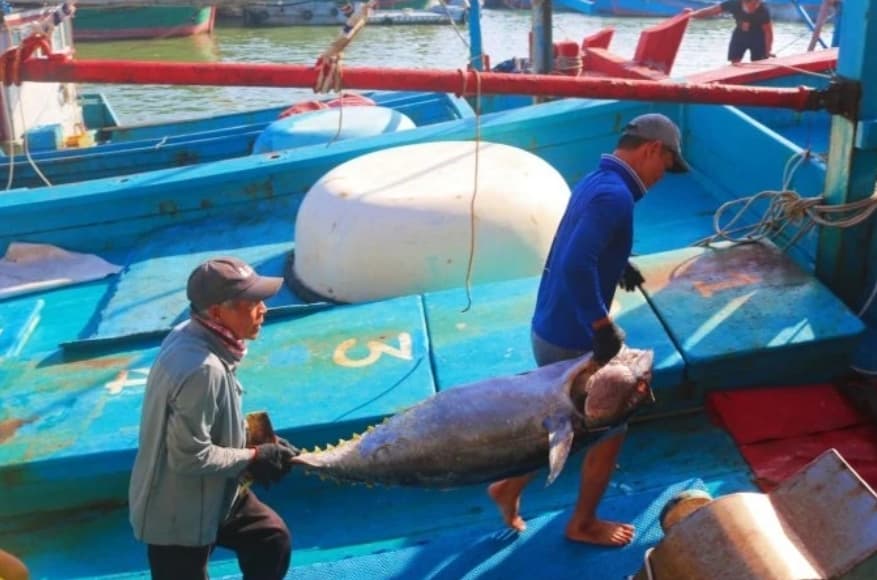 Vietnamese tuna fishermen hit hard by new regulations