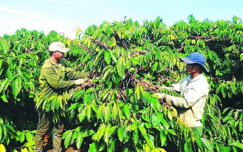 Avoiding export disruptions when implementing EU anti-deforestation regulations