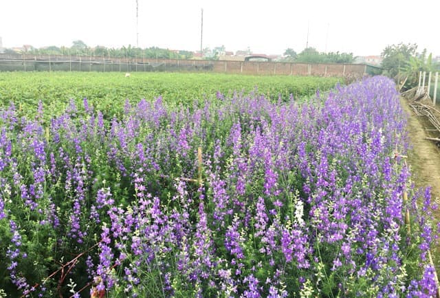 Hanoi to turn ornamental flowers and plants into premium agricultural products