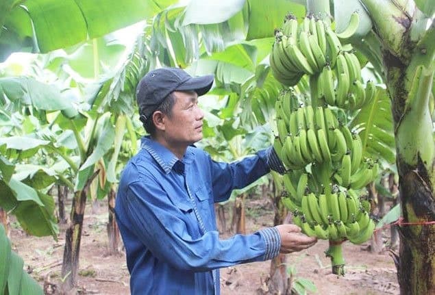 Hanoi's commune transforms banana farming through innovative cooperative partnership
