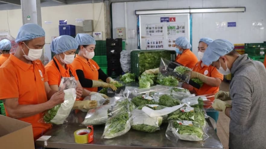 Vietnam's agricultural advantage edge at risk due to lack of deep processing