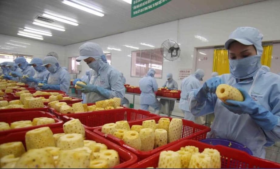 Vietnam’s 9-month fruit and veggie exports match last year's sales