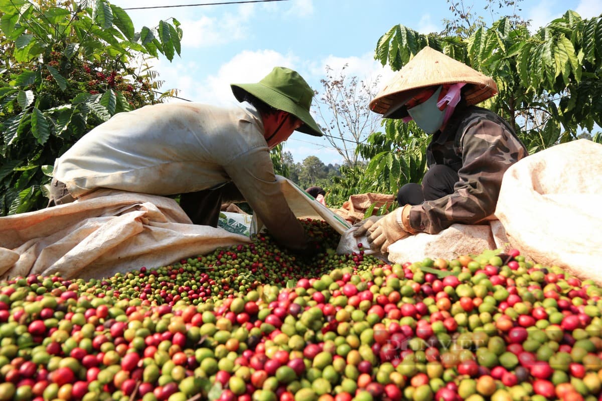 Vietnam, US to open up market for more agricultural products