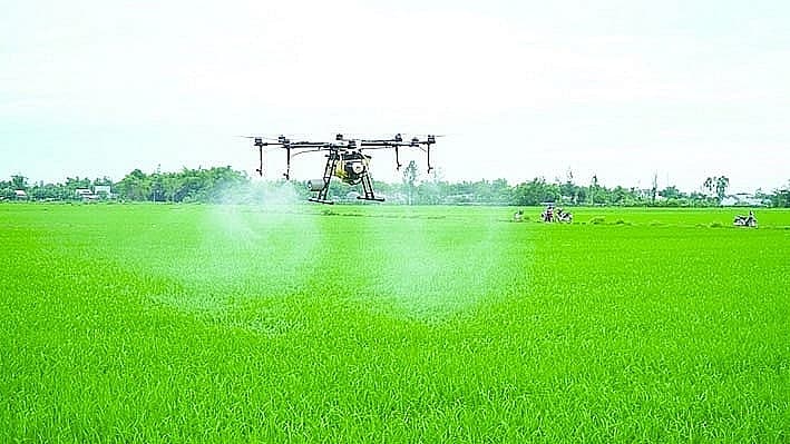 Mobilizing finance for the low-emission rice value chain
