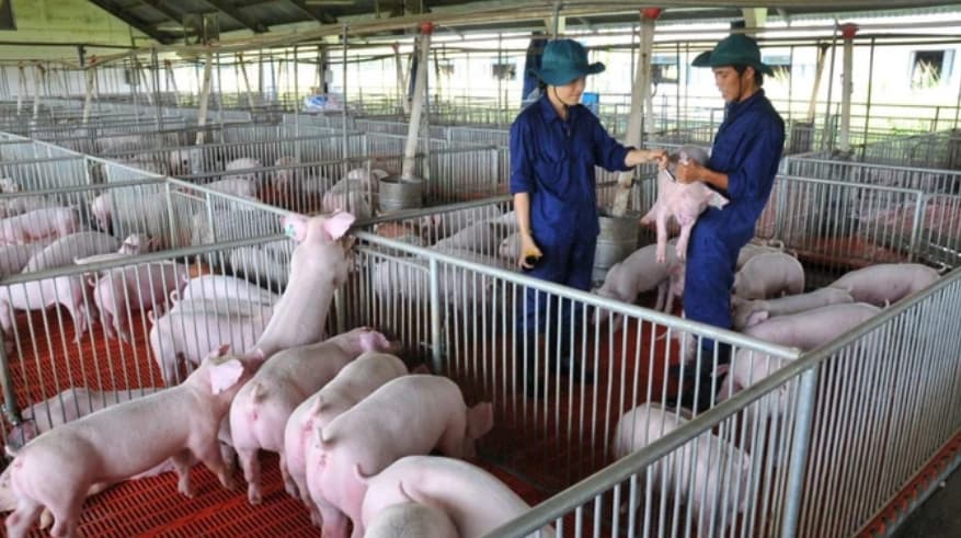 No worries about food shortages at year-end