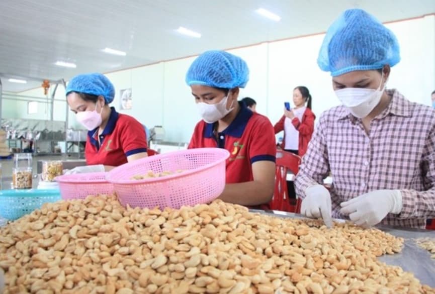 Cashew industry faces risk of trade deficit