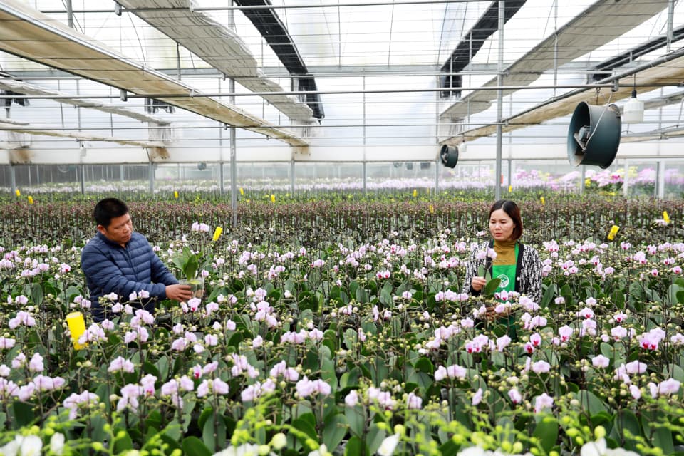 High-tech flower farming transforms Hanoi's agricultural landscape