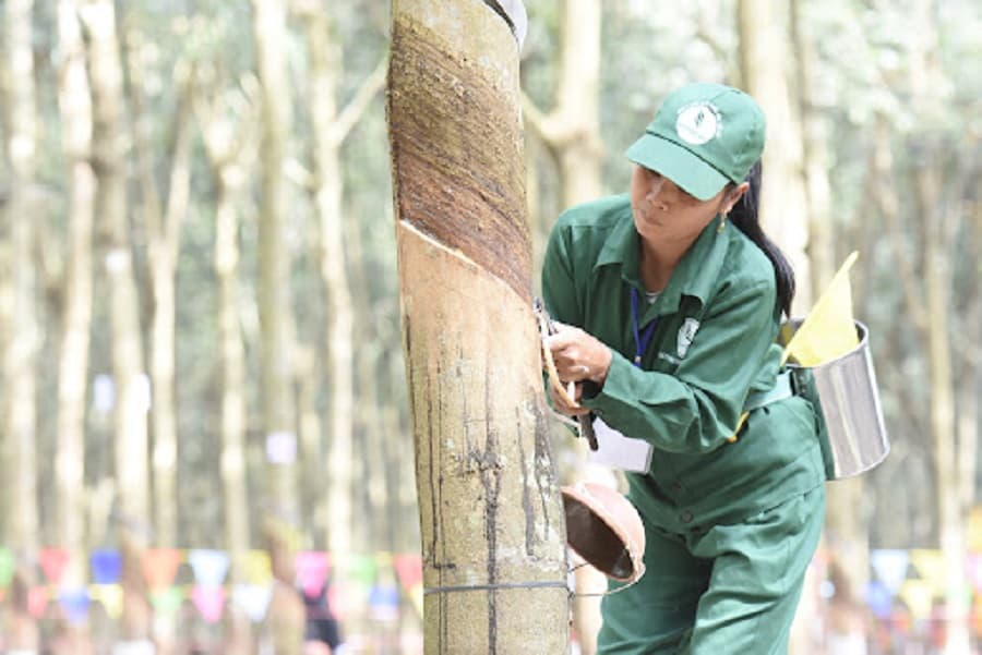 Vietnam rubber industry still has a lot of potential