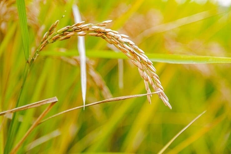 Rice cultivation makes use of advanced tech