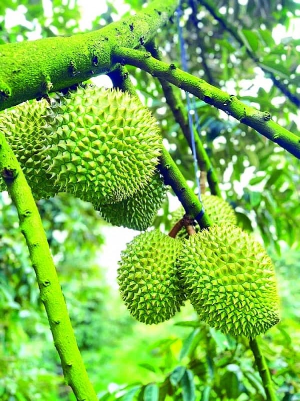 Large space for Vietnamese fruit export conquering the world market