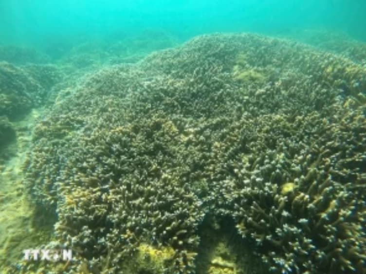 Nha Trang bay marine ecosystem records positive recovery
