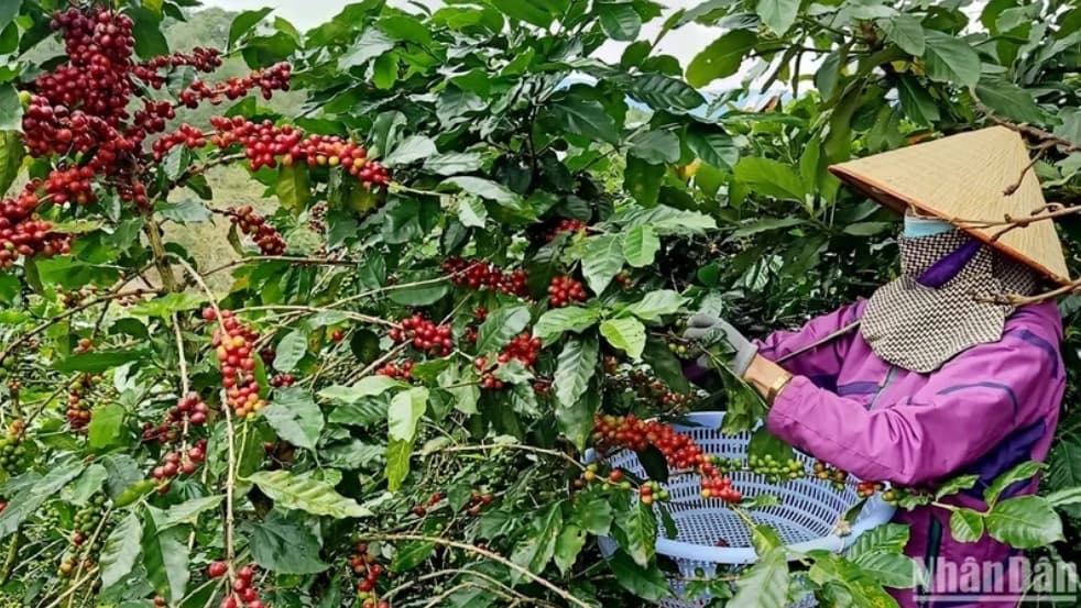 Workshop seeks ways to effectively and sustainably develop coffee industry
