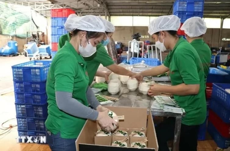 Fresh coconuts find new markets abroad