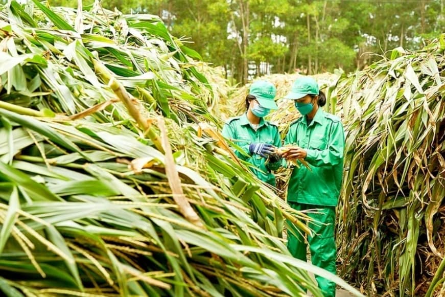 Green finance in Vietnam seeing both challenges, opportunities