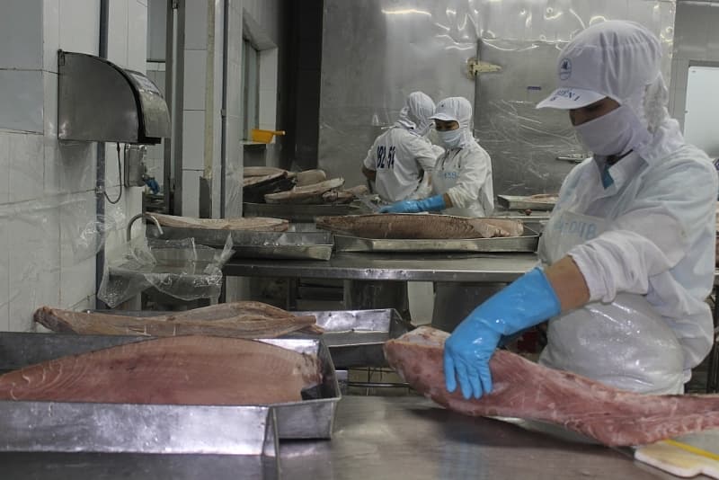 Businesses welcome the "golden" tuna export opportunity to the UAE