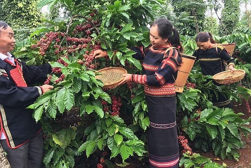 From the “abnormal” coffee price, worries about the new crop