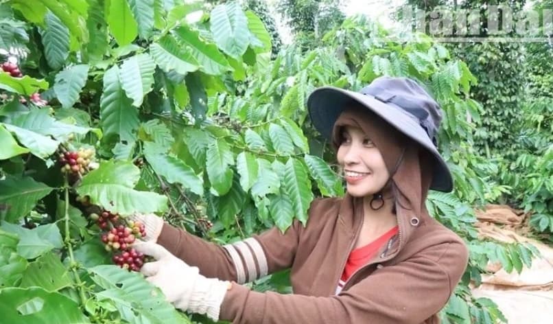Dak Lak promotes sustainable development solutions for the coffee industry