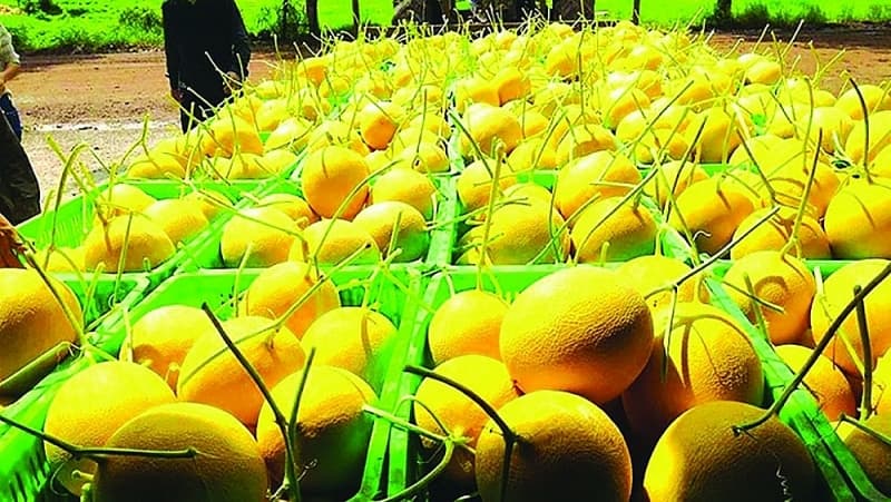 Accelerating official fruit and vegetable exports to China