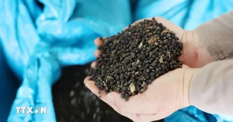 US emerges as biggest consumer of Vietnam’s pepper