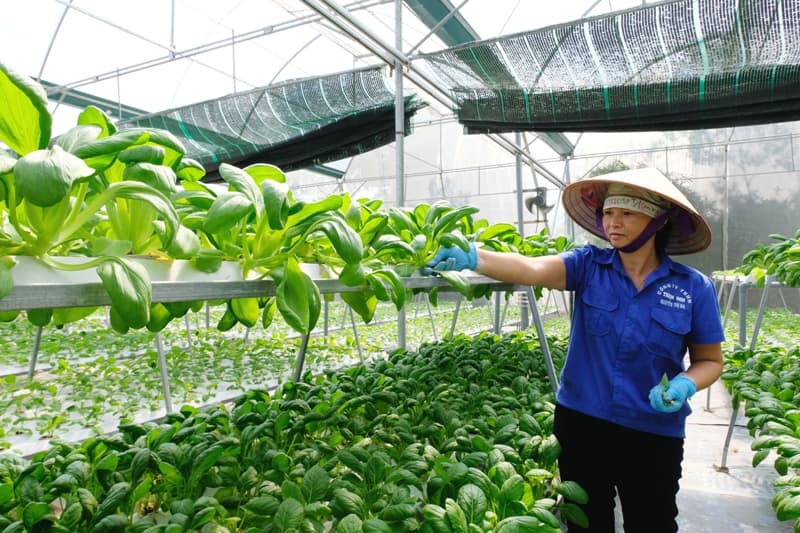 Introducing high-quality crop varieties: Hanoi's commitment to sustainability