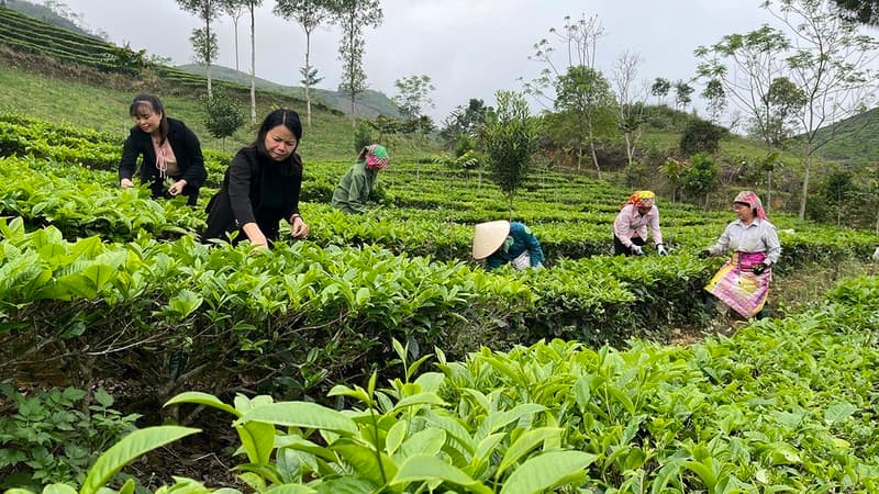 Creating an export identity for Vietnamese tea