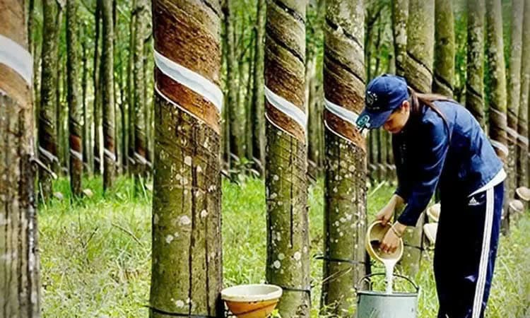 Rubber value raises in 2024: VRA