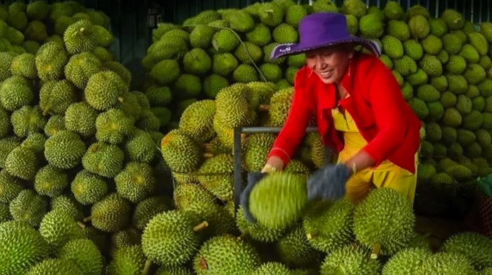 Vietnam emerges as global durian powerhouse
