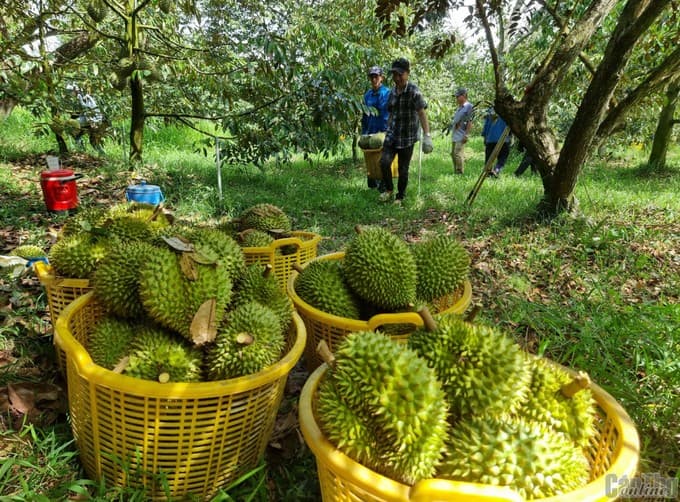 Vietnam's fruit and vegetable exports to hit $8 billion in 2025
