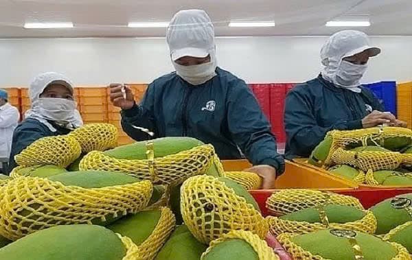 Vietnam looks for 8 billion USD in fruit, vegetable export value this year