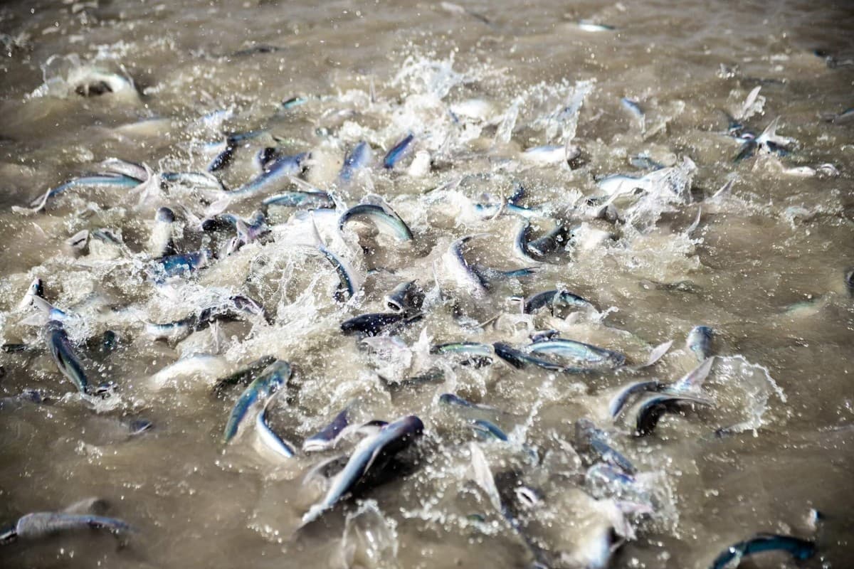Pangasius exports target US$2 billion in 2025