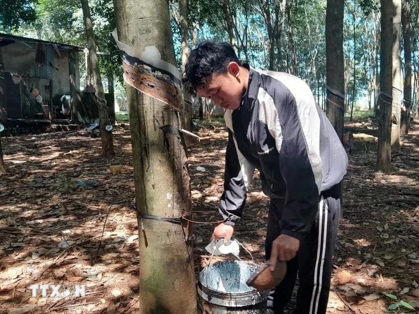 Vietnam’s rubber export predicted to exceed 11 bln USD