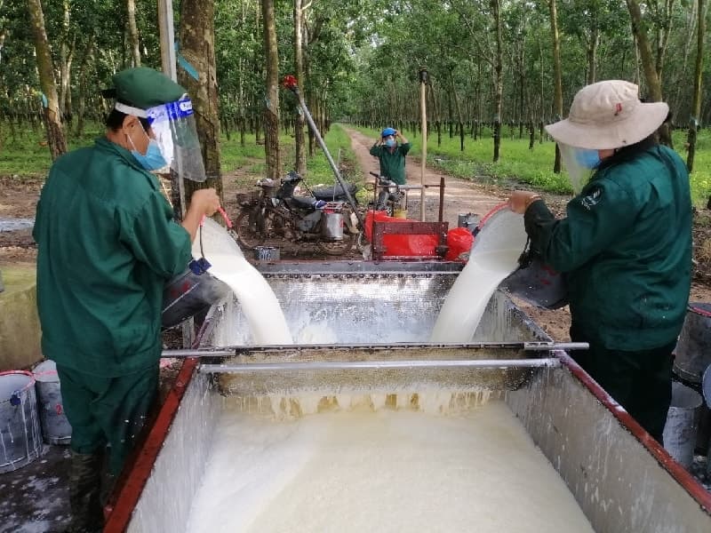 Price increases for rubber latex benefit TRC