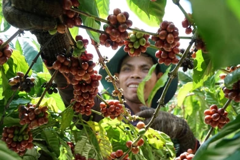 Backward processing industries impede agricultural products’ competitiveness