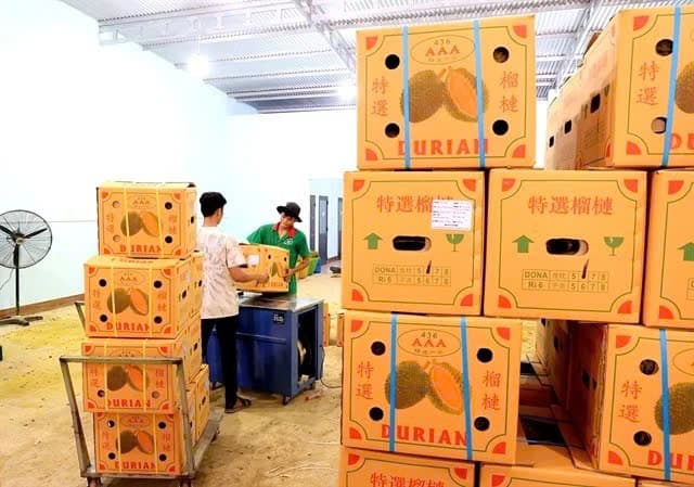 Vietnam’s exported durians face stricter regulation in China market