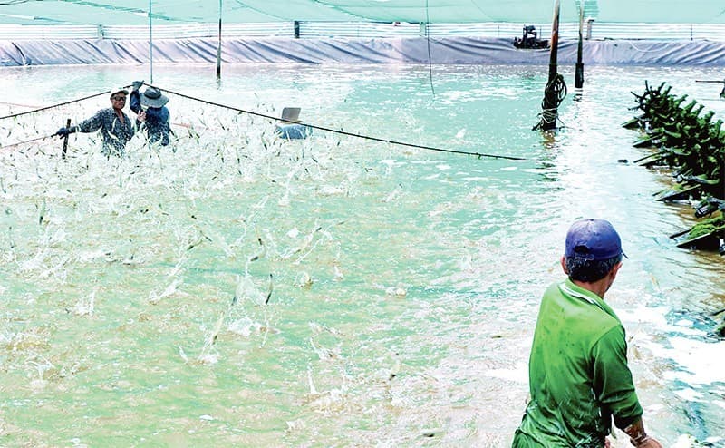 Vietnam steps up efforts to reduce agricultural carbon footprint