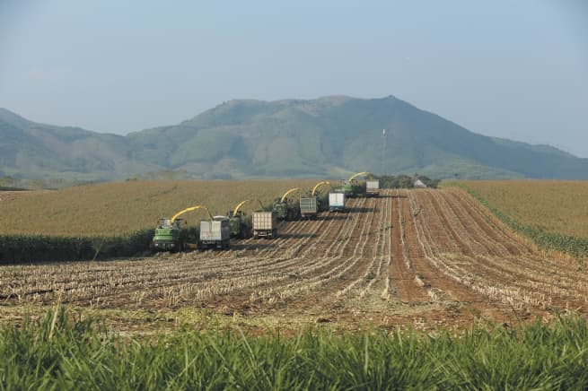 Agriculture Vietnam's Pride in Growth and Development