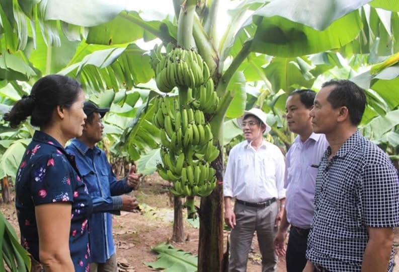 Hanoi to build more fruit brands by 2025