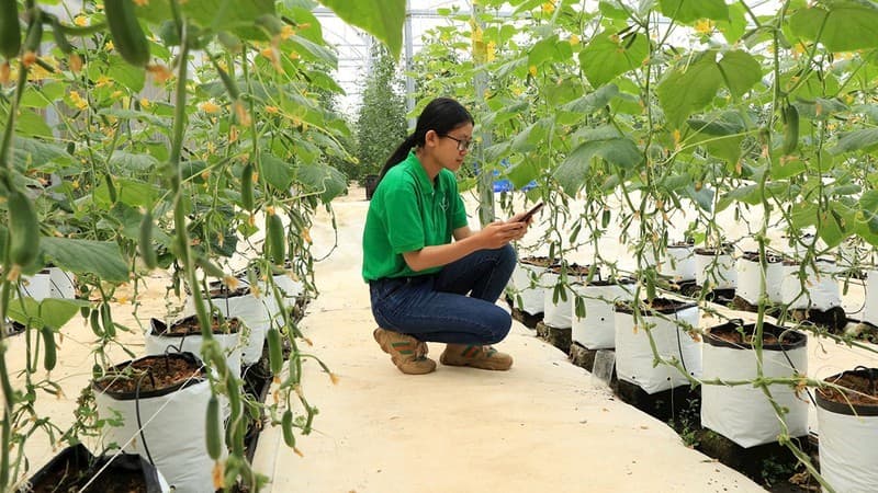 Improving governance capacity for agricultural cooperatives