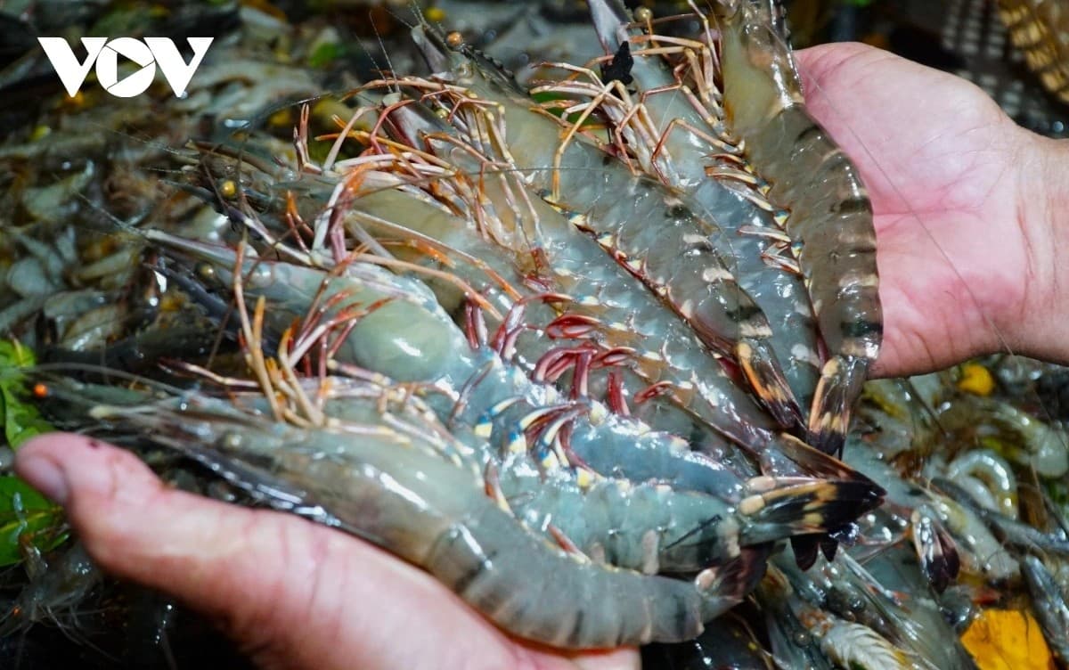 China surpasses US to become Vietnam’s largest shrimp importer
