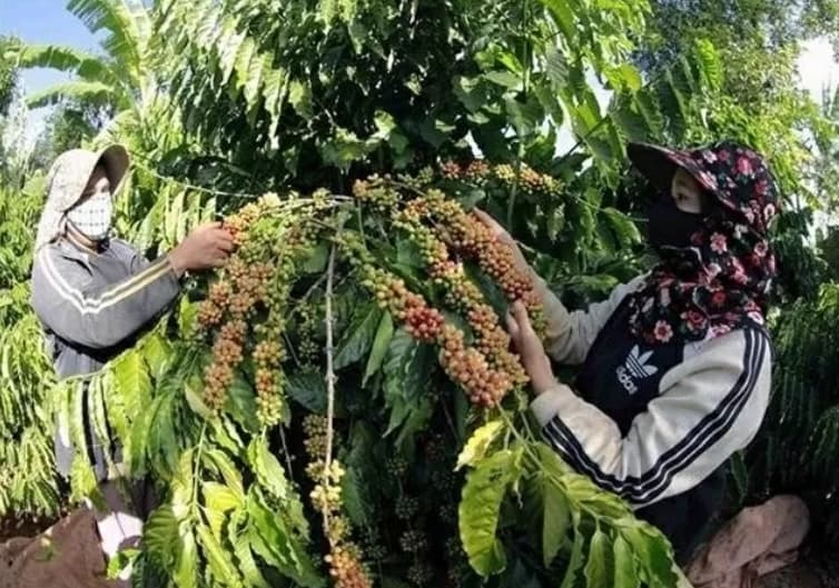 Vietnam's coffee exports reach nearly 800 million USD in January