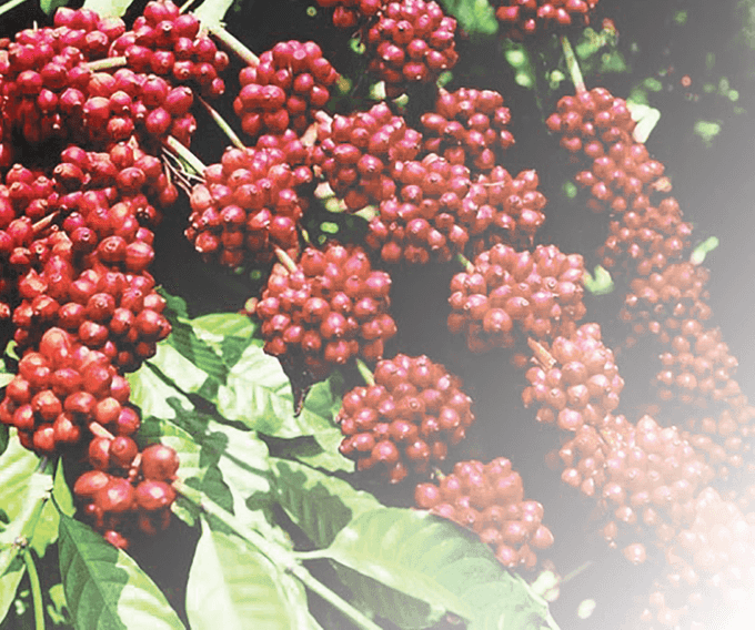 Vietnamese coffee elevated on global stage