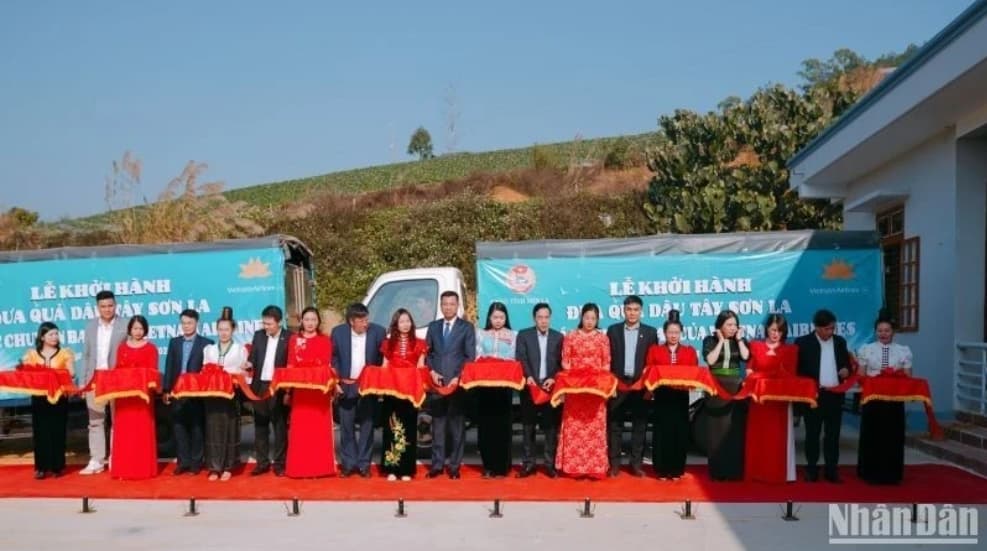 Son La strawberries served on Vietnam Airlines flights