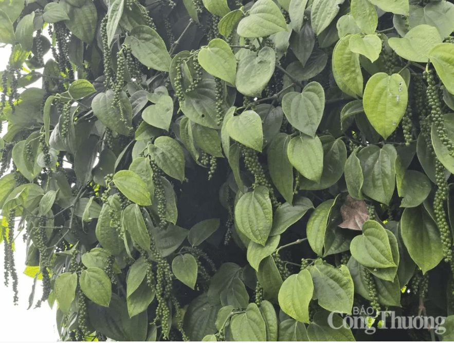 Major export markets for Vietnamese pepper in January