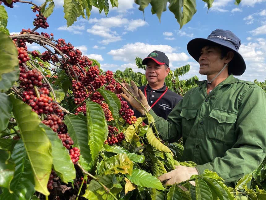 Dak Lak’s coffee exports reached US$1.2 billion in 2024