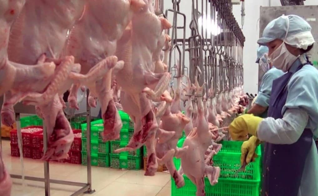 Vietnamese chicken products receive greenlight to enter Singapore