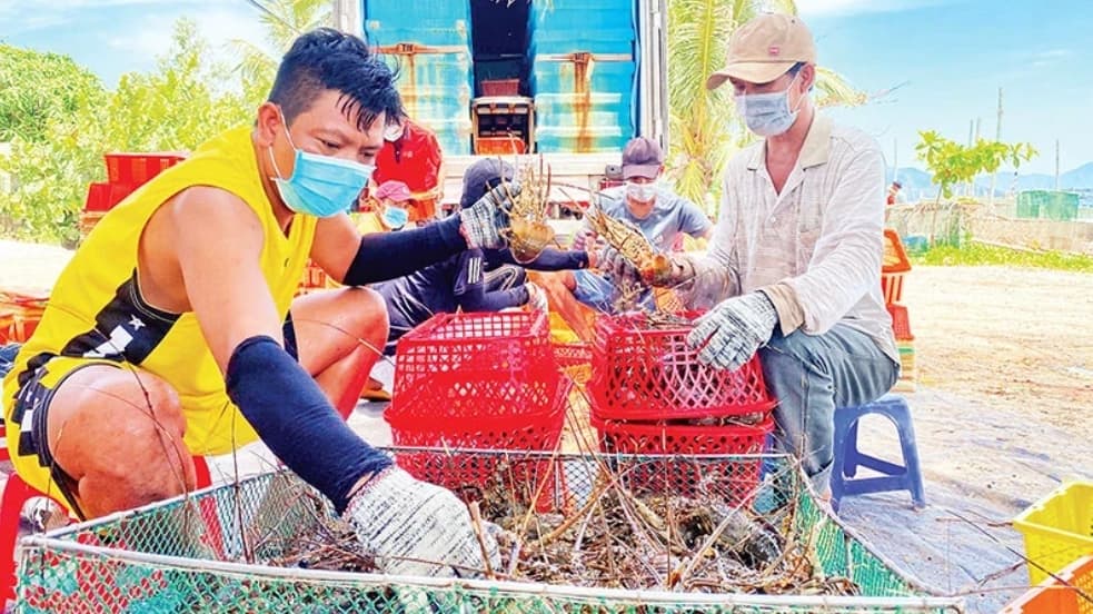 Sustainable development of lobster farming